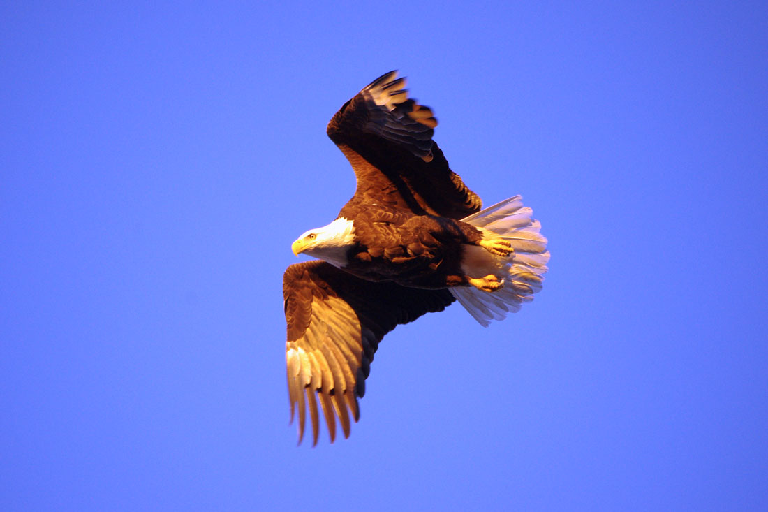 Eagle at Sunset