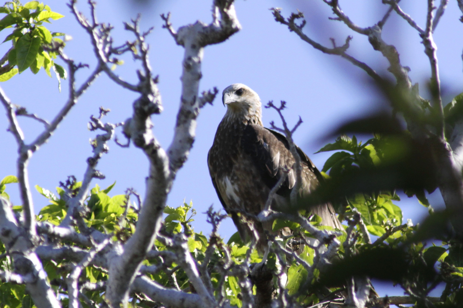 eagle baby