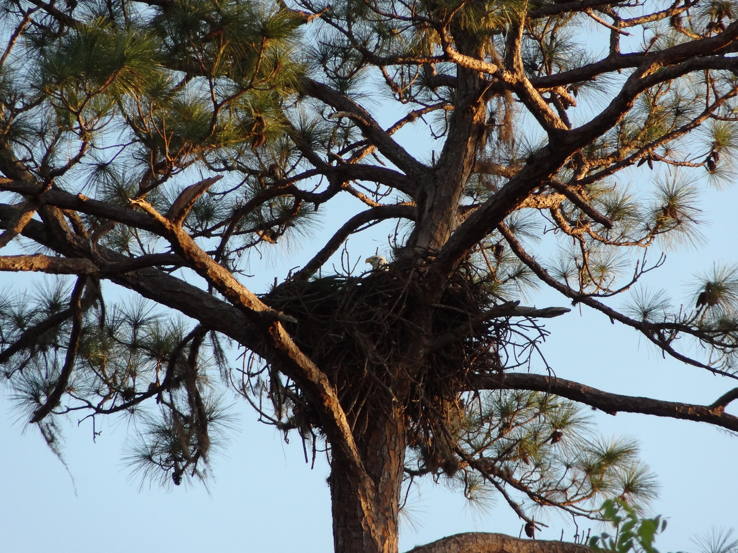 Eagle bewacht sein Nest