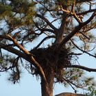 Eagle bewacht sein Nest