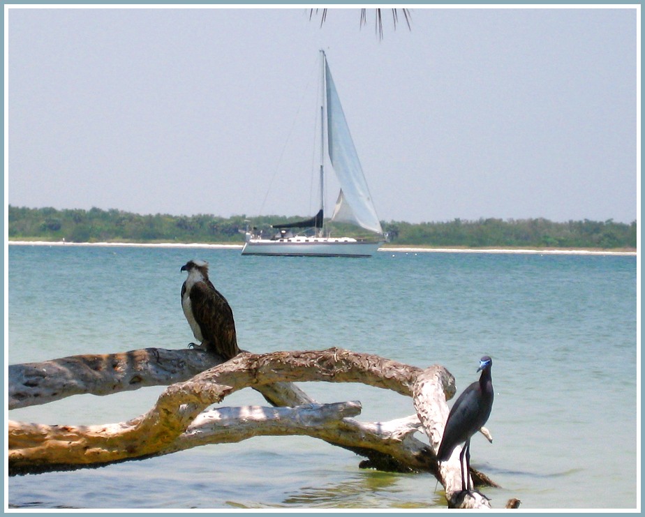 Eagle & Blue Heron / Fort Myers Beach Northern End