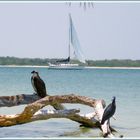 Eagle & Blue Heron / Fort Myers Beach Northern End