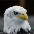 Eagle (com-reload)