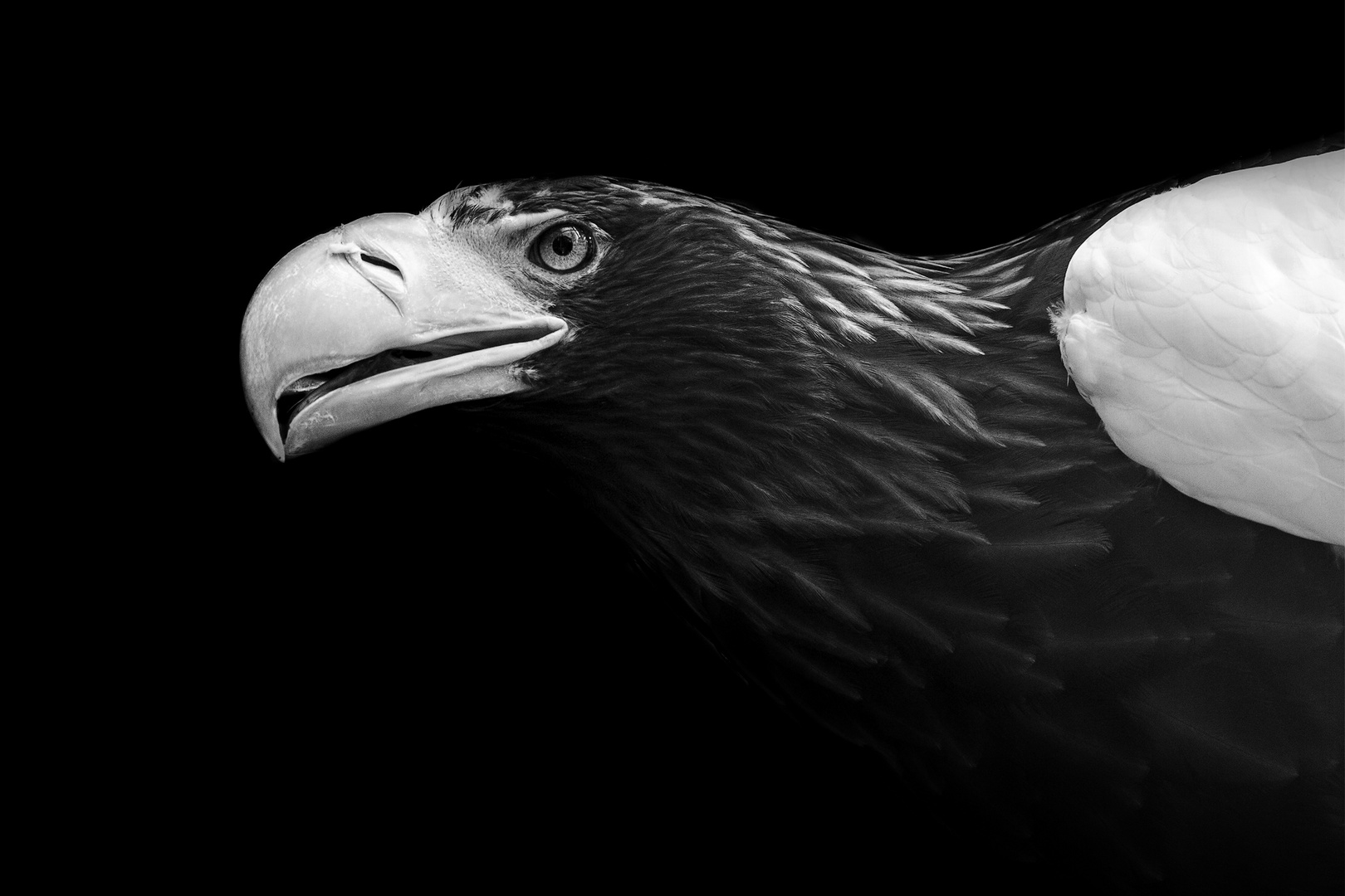 Eagle.