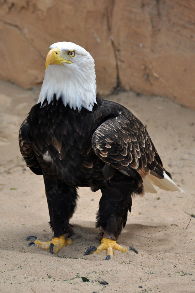 eagle