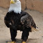 eagle