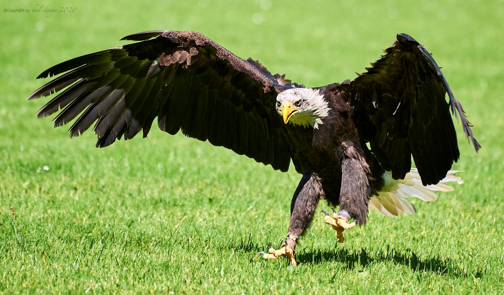 Eagle Down Foto & Bild natur, zoo, tiere Bilder auf
