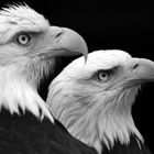Eagle Duo