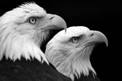 Eagle Duo