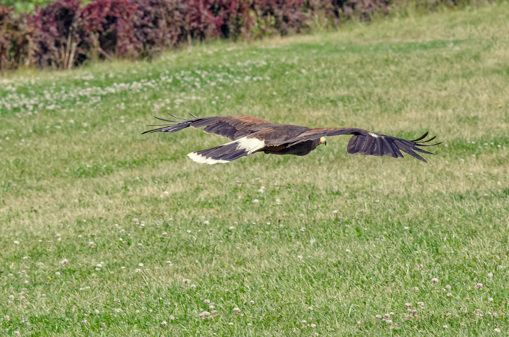 Eagle exploring the area