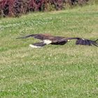 Eagle exploring the area