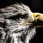 Eagle-Eye