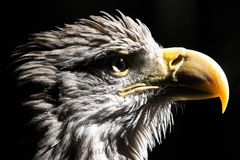 Eagle-Eye