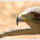 eagle-eye