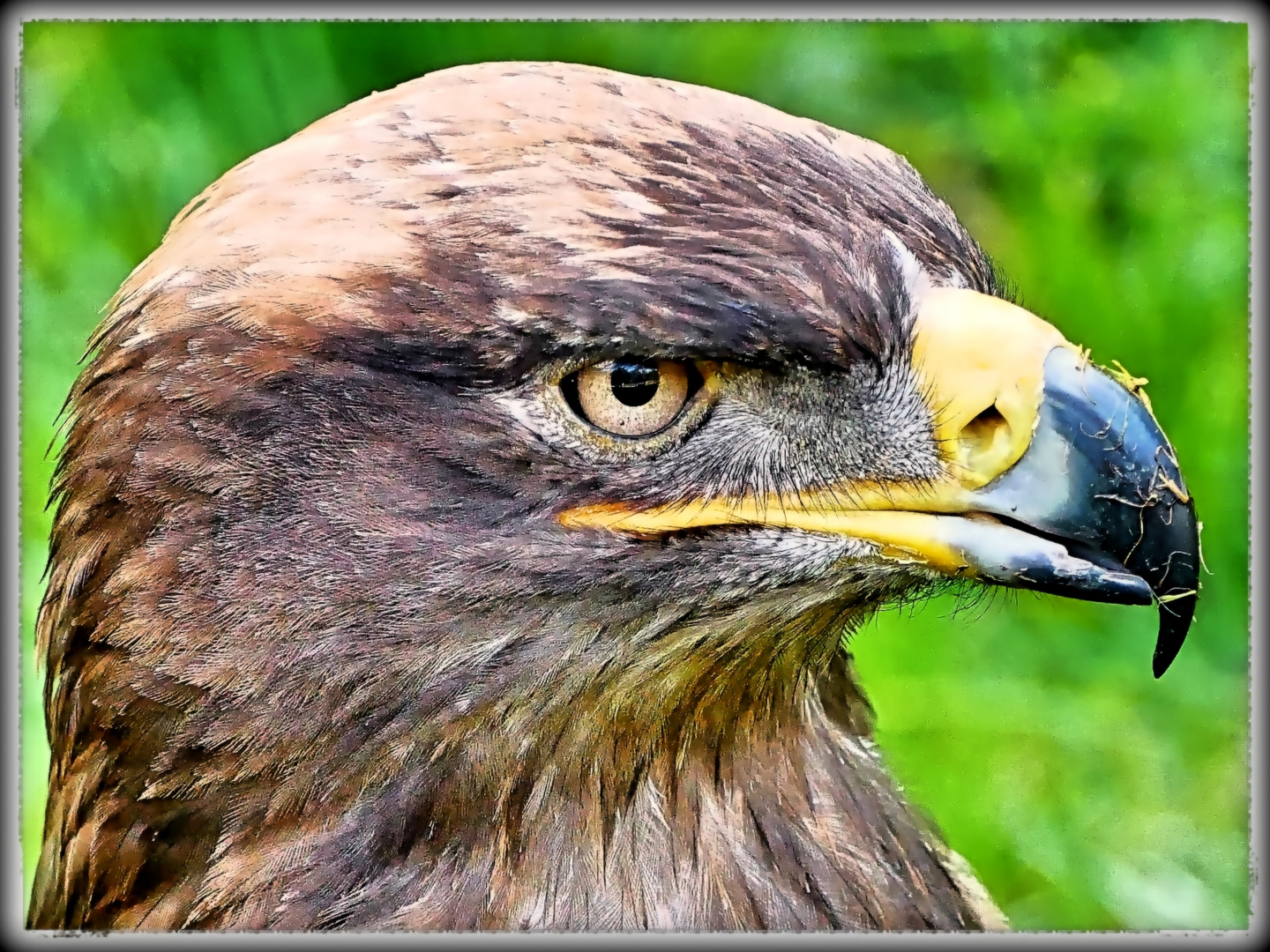 Eagle Eye