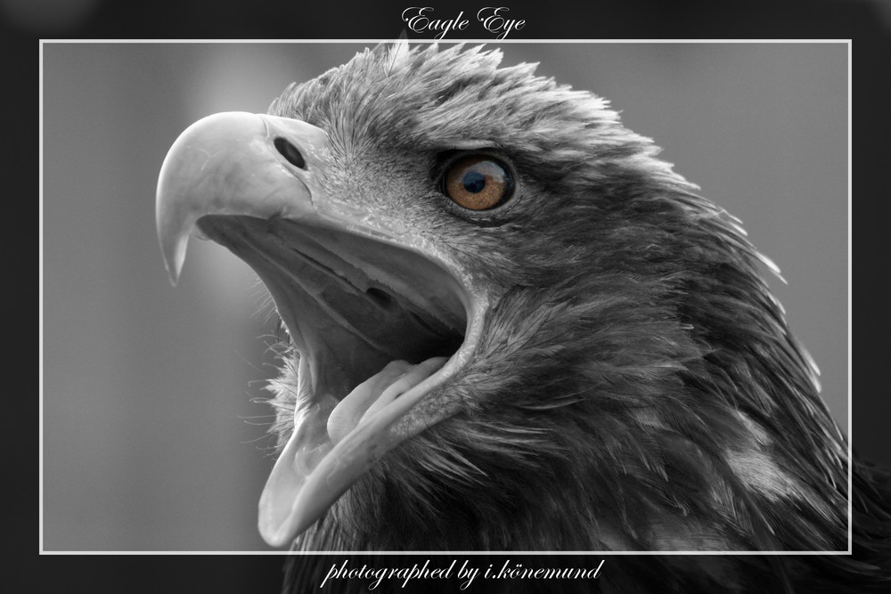 Eagle Eye