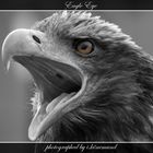 Eagle Eye