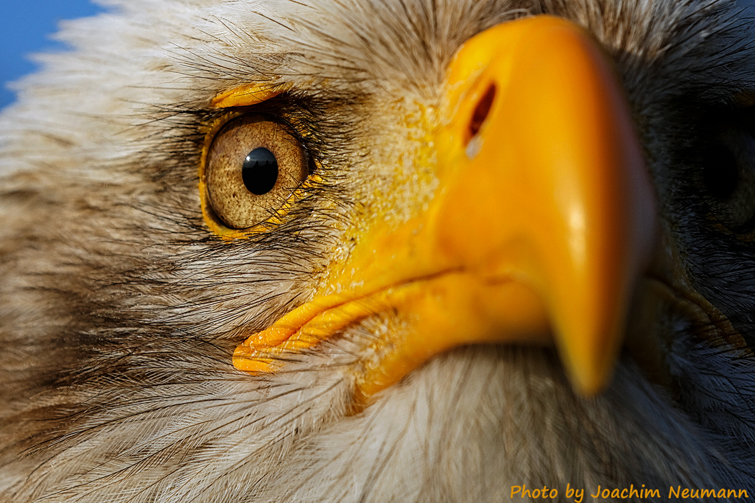 Eagle Eye