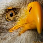 Eagle Eye