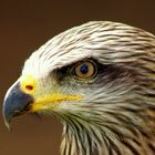 eagle eyed