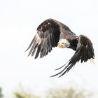 eagle