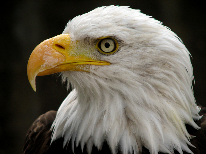 Eagle