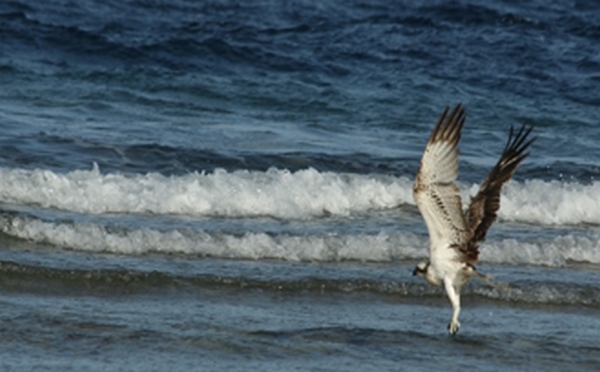 eagle fishing