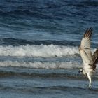 eagle fishing