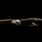 eagle flight II
