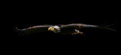 eagle flight II