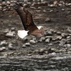 Eagle fly free