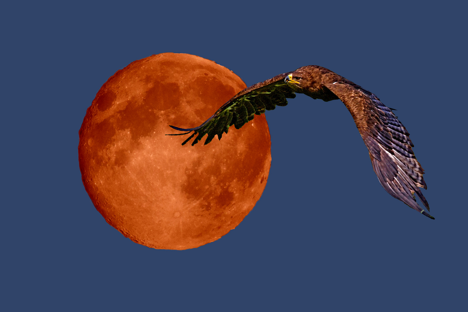 Eagle fly moon