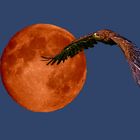 Eagle fly moon