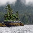 Eagle in a Sitka Spruce ---An old Sony Digital 1.3 mp