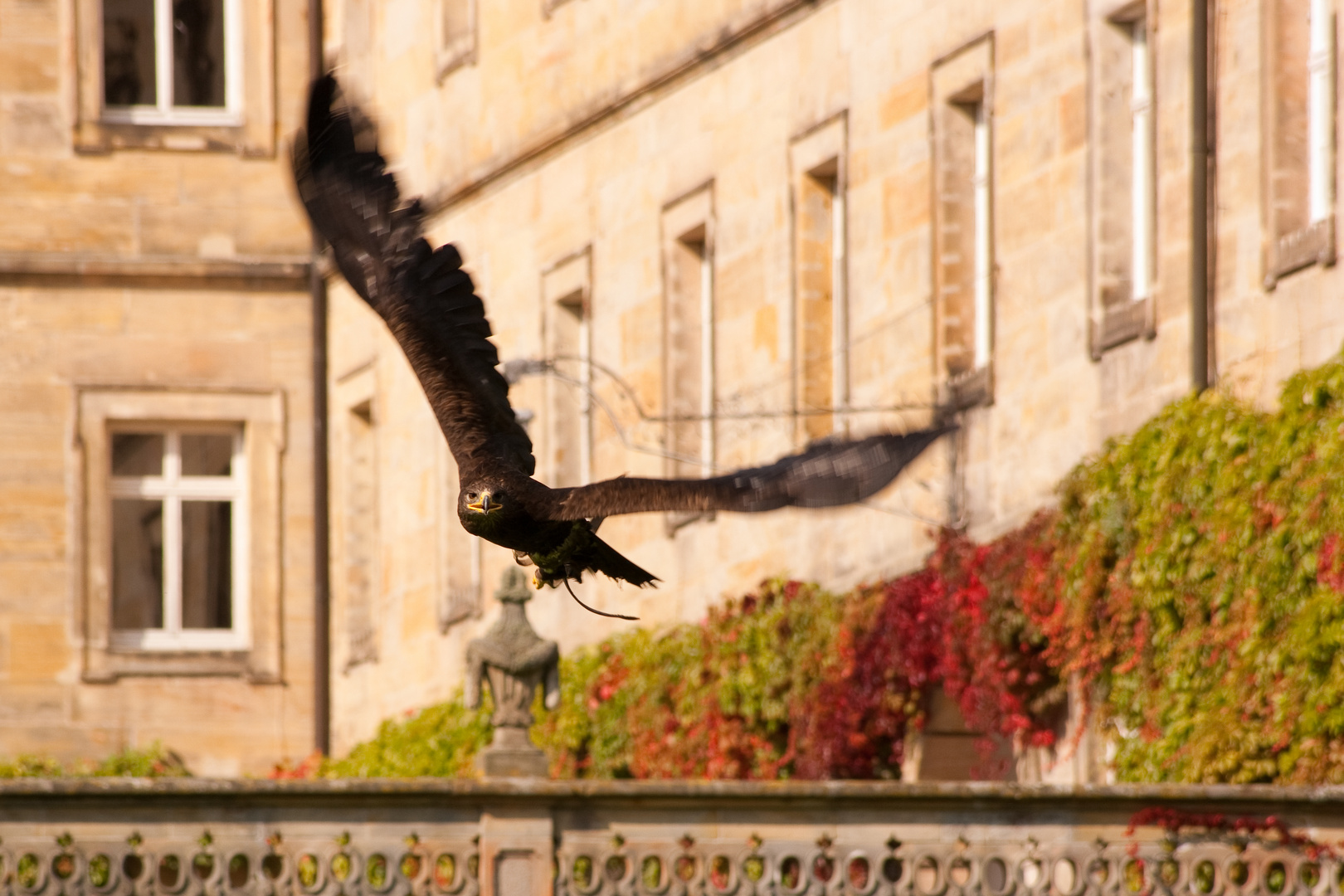 Eagle in flight