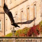 Eagle in flight