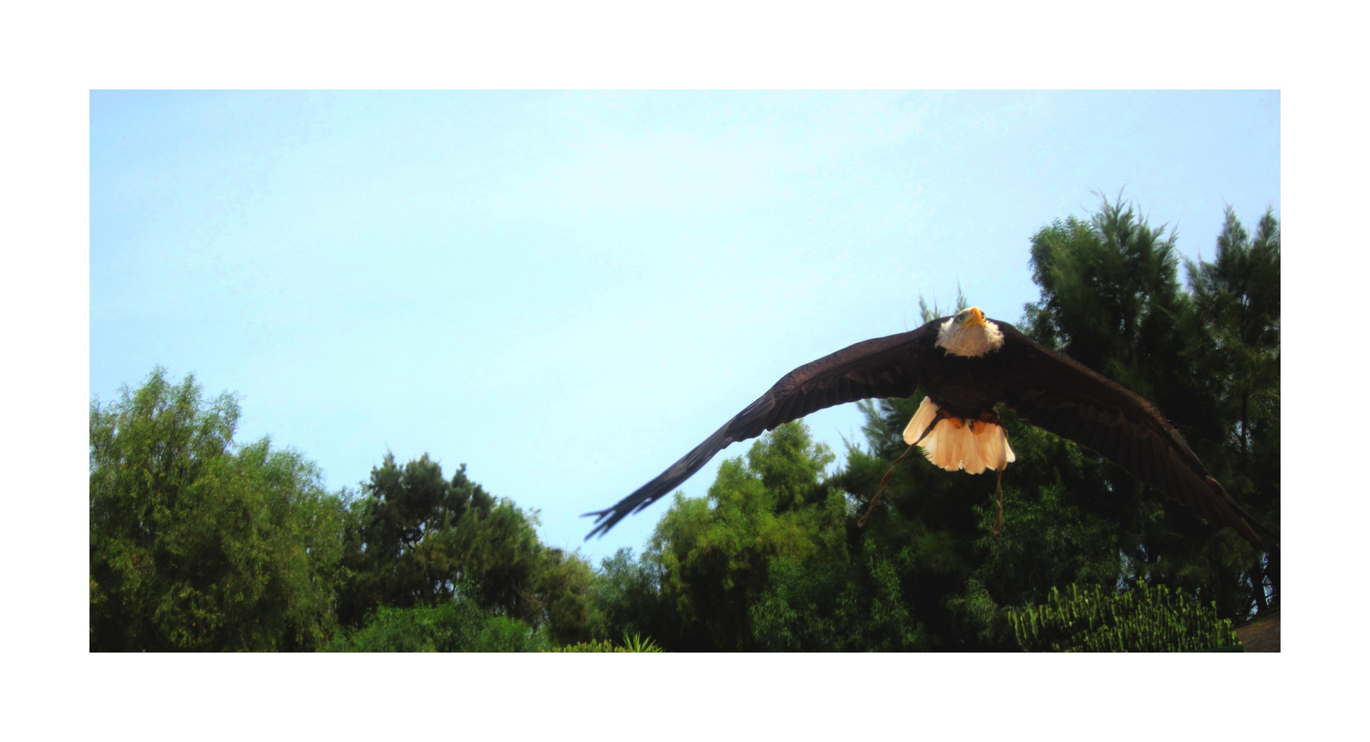 Eagle in flight