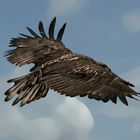 eagle in flight 