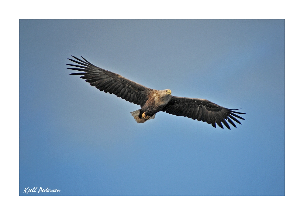 Eagle in Lofoten. Norway