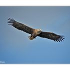 Eagle in Lofoten. Norway