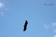 Eagle in the air