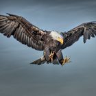Eagle is landing 2