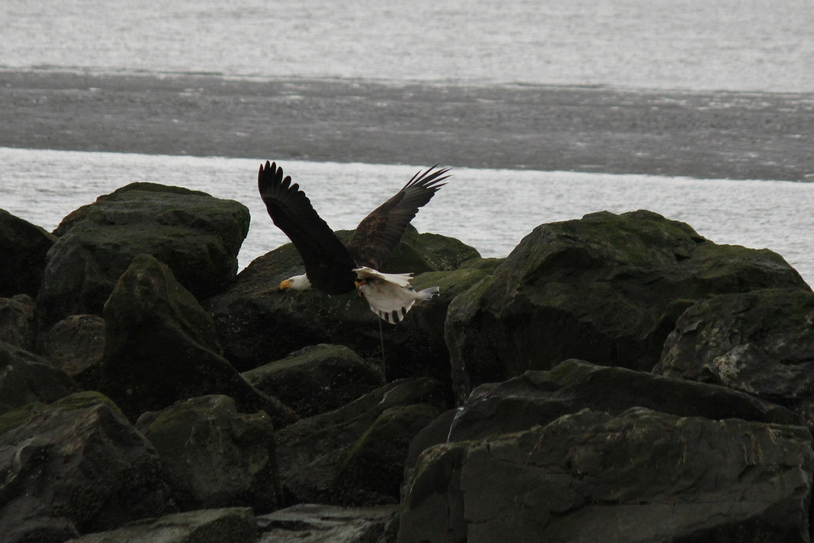 Eagle lunch