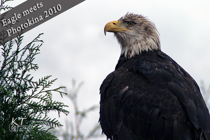 Eagle meets Photokina...