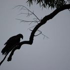 Eagle on a tree