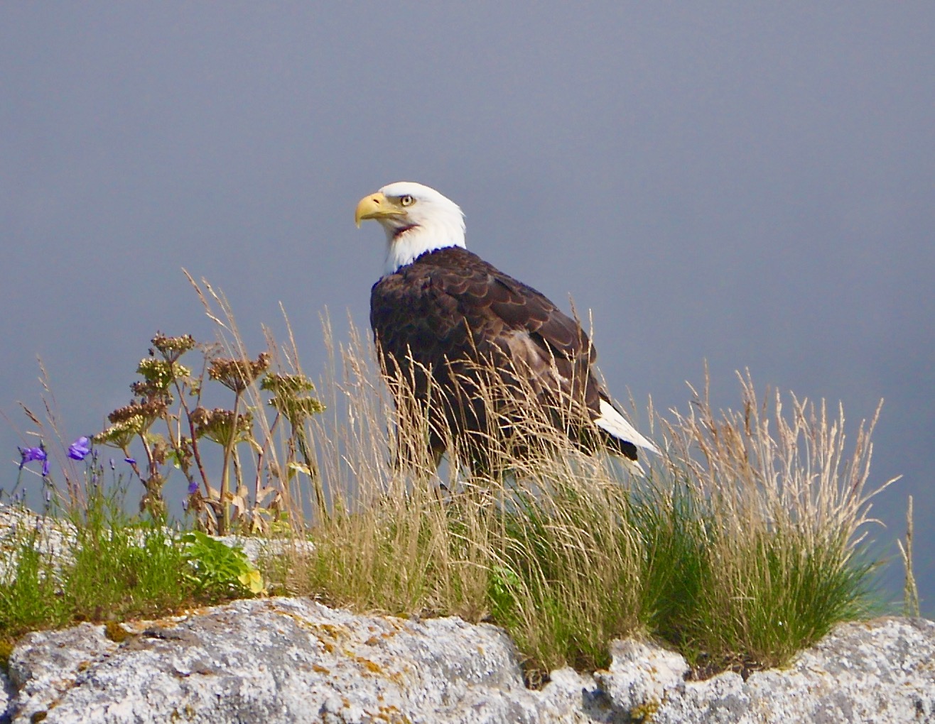 Eagle on the rock.