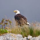 Eagle on the rock.