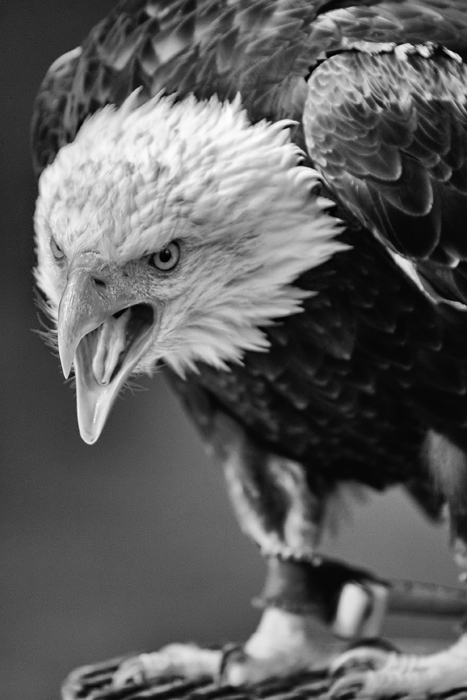 Eagle One ;-)