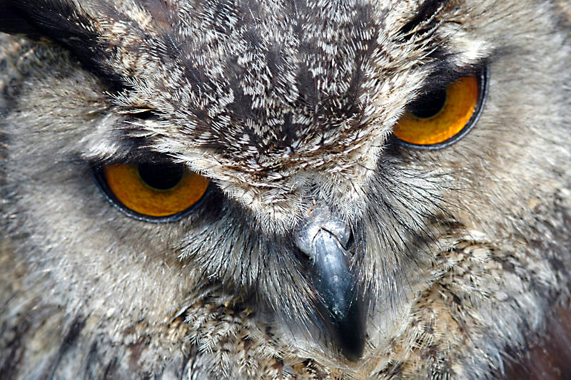 Eagle Owl