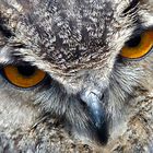 Eagle Owl